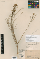 Xylothamia triantha image