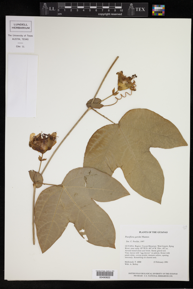 Passiflora garckei image