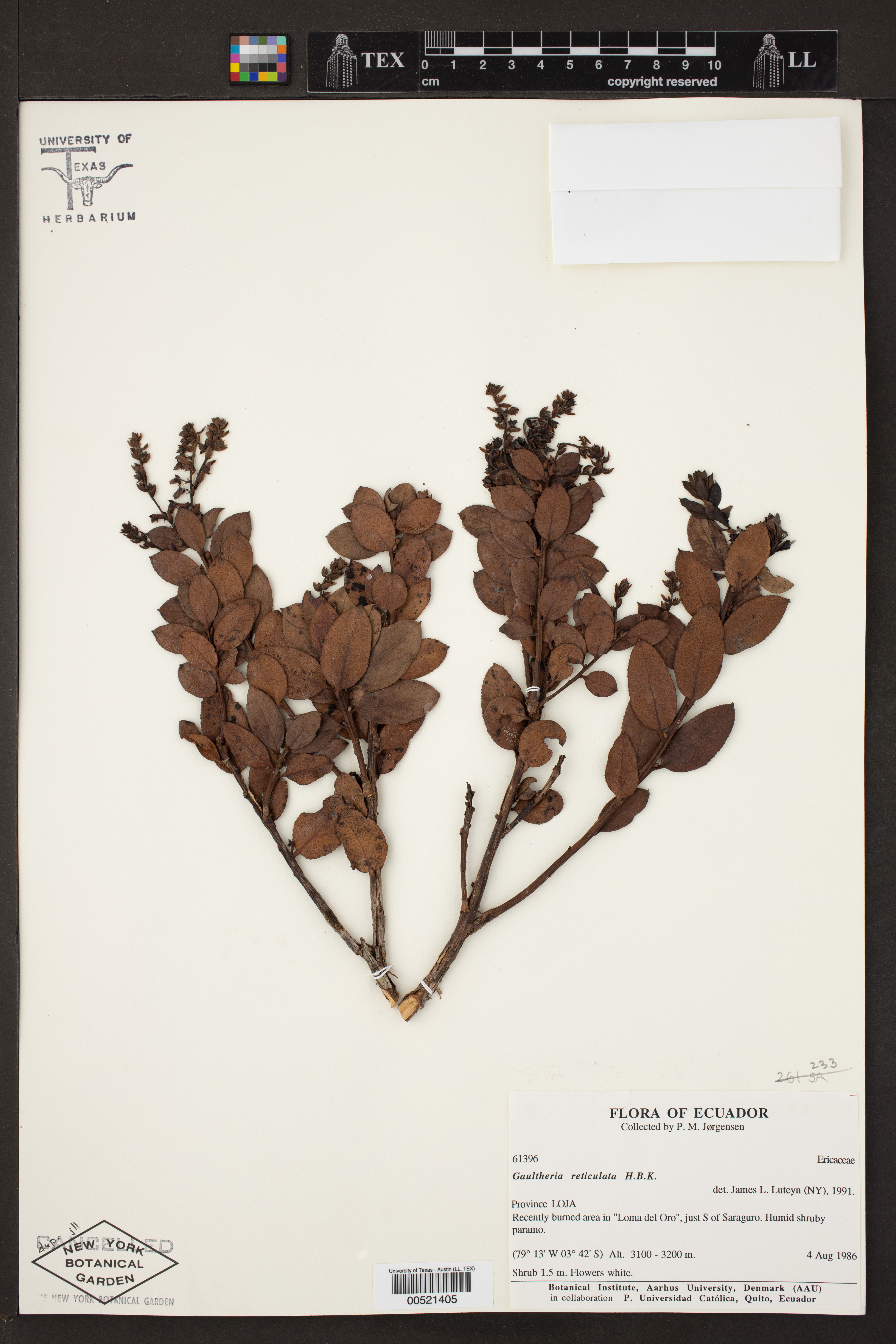 Gaultheria reticulata image