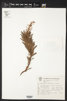 Comarostaphylis polifolia subsp. polifolia image