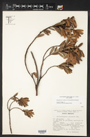 Comarostaphylis polifolia subsp. polifolia image