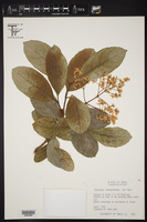 Viburnum odoratissimum image