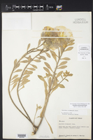Oenothera drummondii image