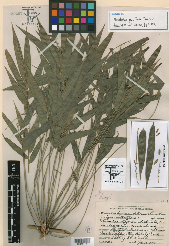 Merostachys pauciflora image