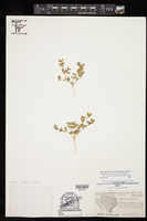 Euphorbia geyeri var. wheeleriana image