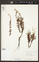 Hypericum pauciflorum image