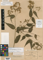Eupatorium lozanoanum image