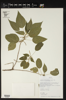 Acalypha lagoensis image