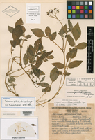 Solanum pillahuatense image