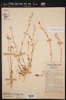 Lobelia berlandieri subsp. berlandieri image