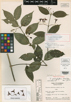 Chiococca rubriflora image