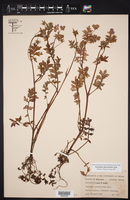 Nemophila phacelioides image