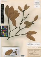 Quercus praineana image