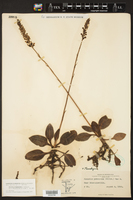 Neottia pubescens image