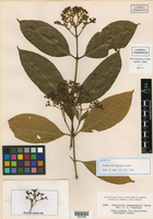 Psychotria sanmartensis image