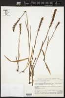 Habenaria parviflora image