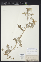 Oenothera falfurriae image