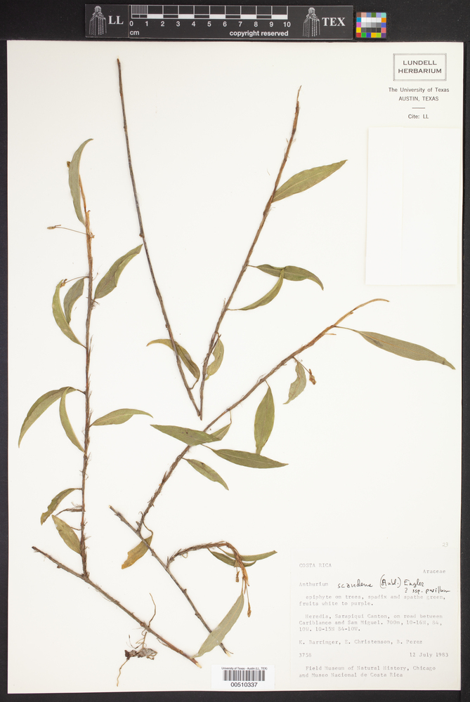 Anthurium scandens subsp. pusillum image