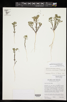 Euphorbia austrotexana var. carrii image