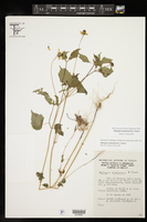 Heliopsis sinaloensis image