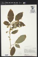 Image of Solanum bicolor