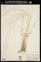 Muhlenbergia arenicola image