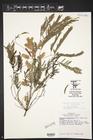 Prosopis glandulosa var. glandulosa image