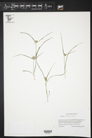 Cyperus reflexus image
