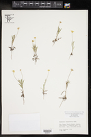Tetraneuris linearifolia image