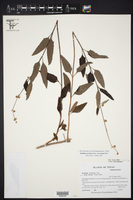 Buddleja racemosa var. incana image