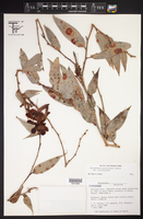Cavendishia atroviolacea var. atroviolacea image