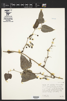 Smilax cordifolia image