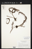 Notogrammitis heterophylla image