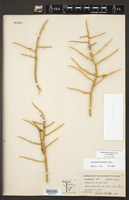 Koeberlinia spinosa var. spinosa image