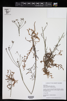 Tolpis coronopifolia image