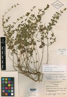 Scutellaria laevis image