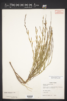 Bouchea linifolia image