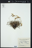 Tillandsia bandensis image