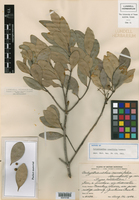 Calyptranthes cuneifolia image