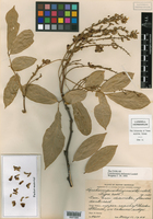 Lonchocarpus belizensis image