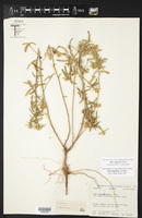 Sida tragiifolia image