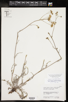 Hymenopappus artemisiifolius var. riograndensis image