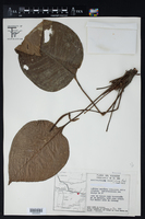 Anthurium umbricola image
