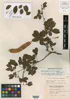 Acacia pringlei subsp. pringlei image