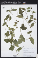 Passiflora tuberosa image
