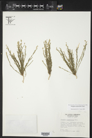 Polygala scoparioides image