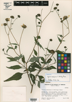 Image of Davilanthus hidalgoanus