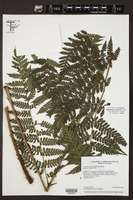 Megalastrum subincisum image