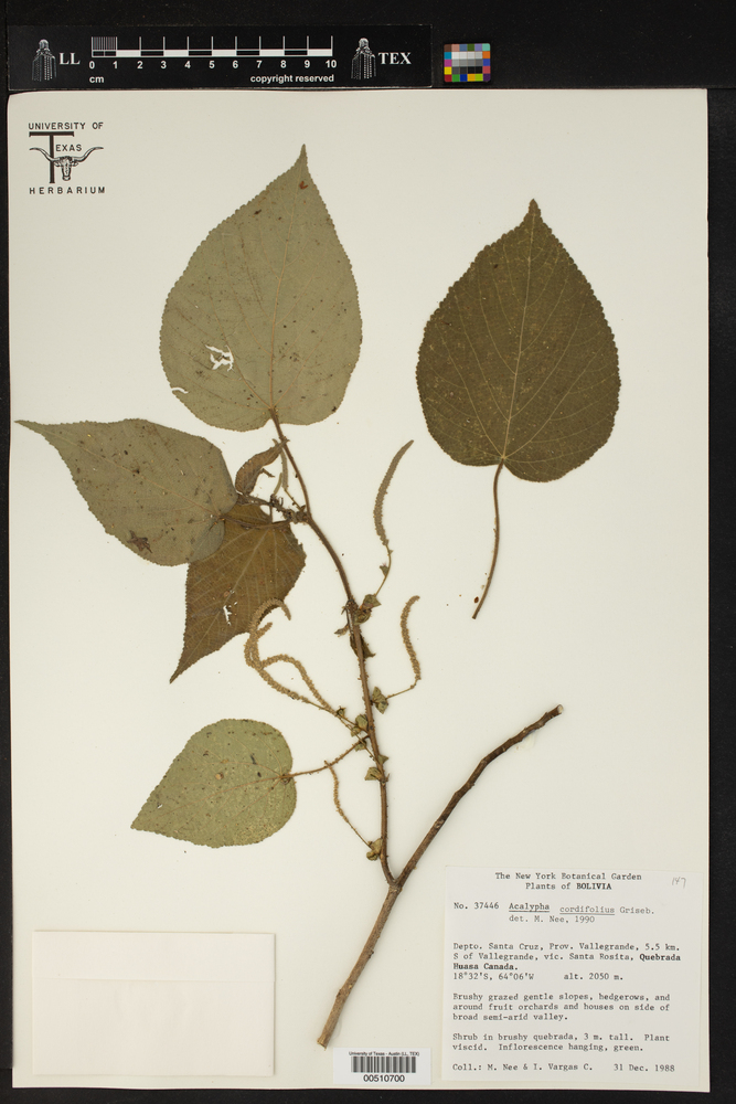 Acalypha cordifolia image