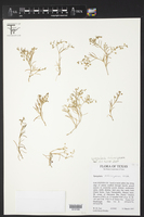 Spergularia echinosperma image